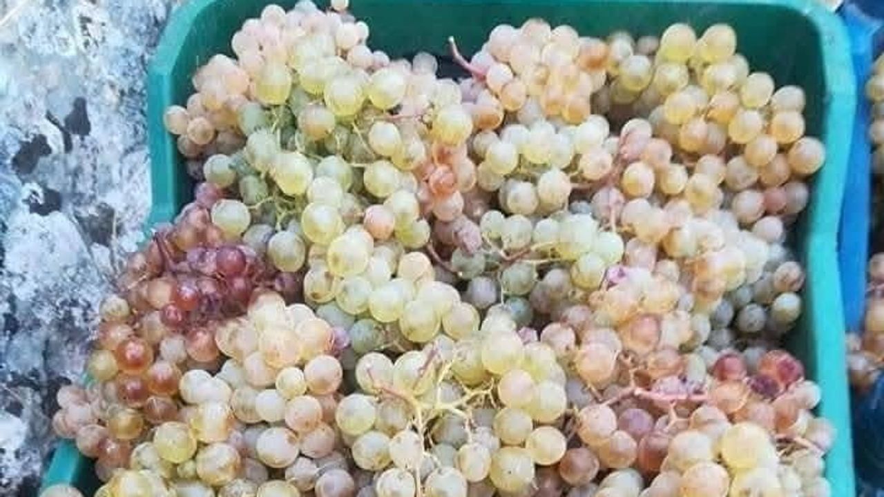Diyarbakır Çüngüş'te üzüm hasadı başladı: şireden boğazkereye rekolte umutları