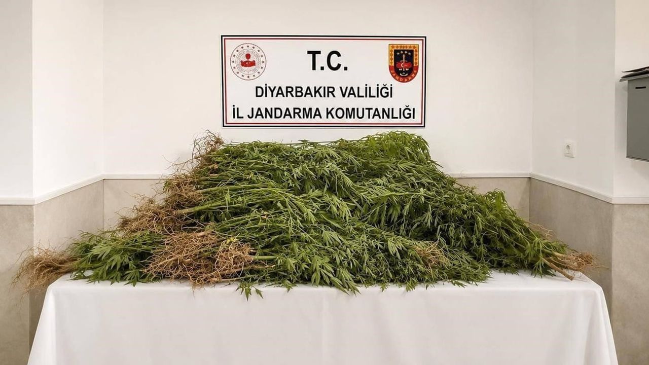 Diyarbakır'da jandarma ağırlığını koydu: 14 bin kenevir kökü ve 129,4 kilo esrar ele geçirildi