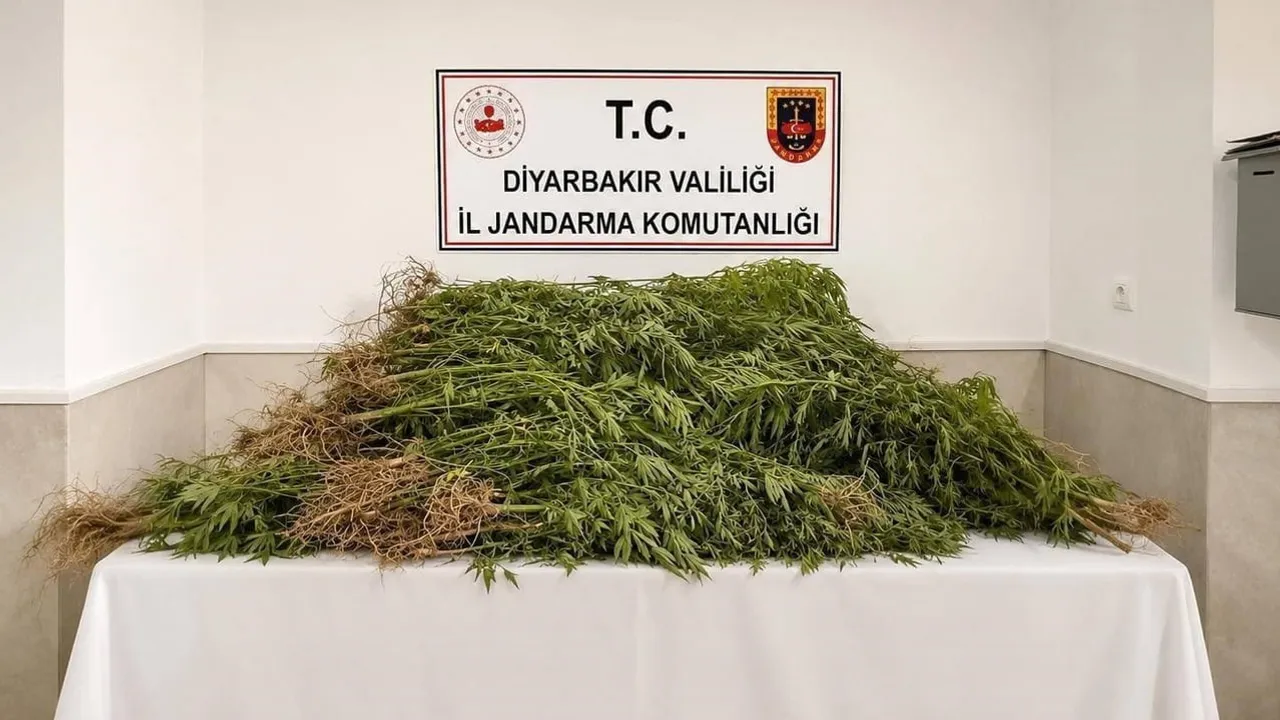 Diyarbakır'da jandarma operasyonlarında 144 bin 398 kök kenevir ve 5.3 kilo esrar ele geçirildi