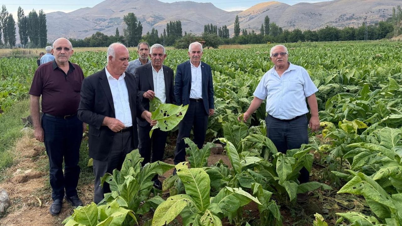 Dolu Çelikhan'da tütün tarlalarını hedef aldı: üreticiler destek bekliyor