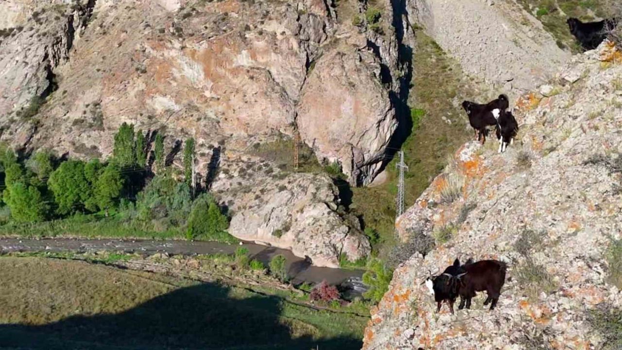 drone ile sürüsünü yöneten çobanın yöntemi hem işi hem sağlığı değiştirdi