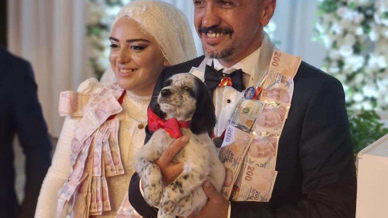 Düğün anısına gelen sürpriz: Manisa'dan getirilen yavru köpek