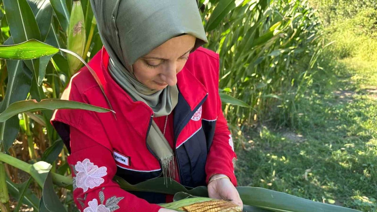 Düzce tarımında ürün gelişimi ve riskler saha denetimiyle izleniyor
