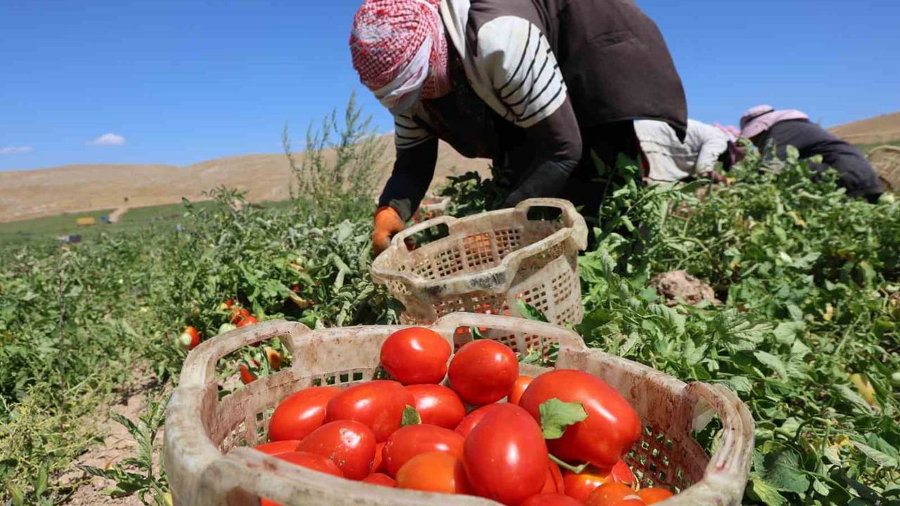 Elazığ'da 7 bin dönümde organik domates hasadı, 20 bin ton rekolte beklentisi
