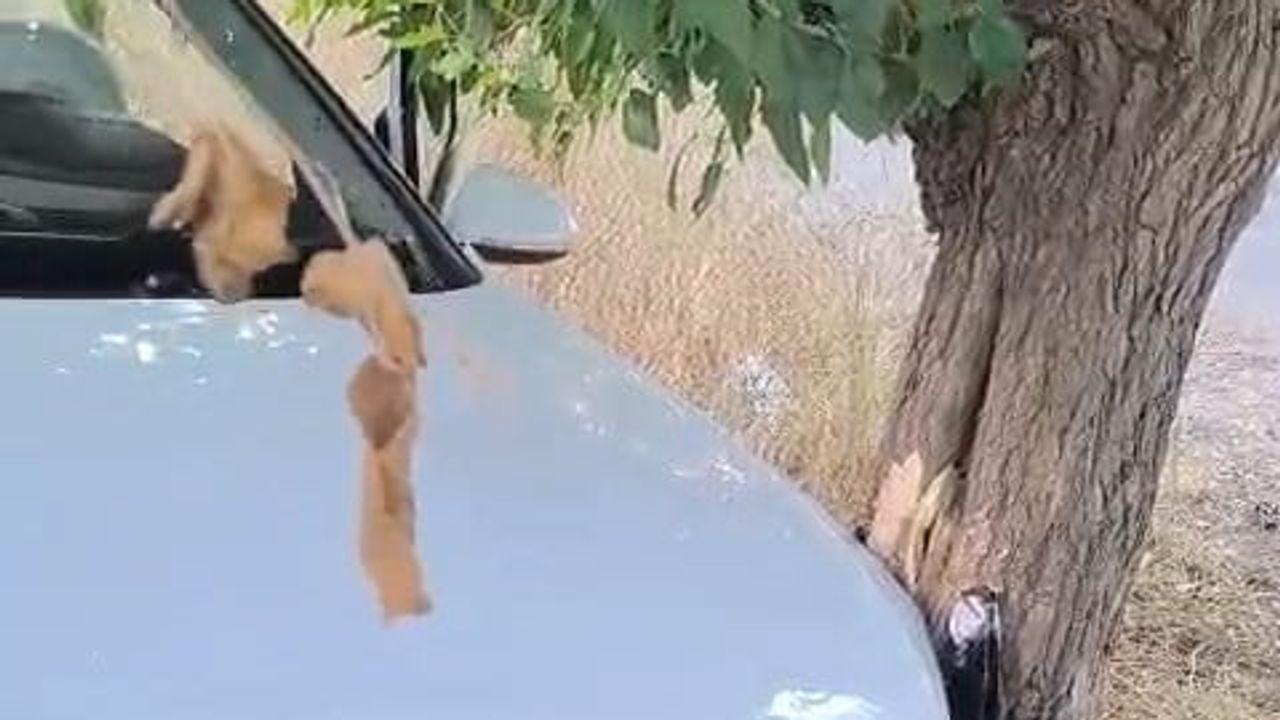 Elazığ'da kontrolden çıkan otomobil ağaca çarptı
