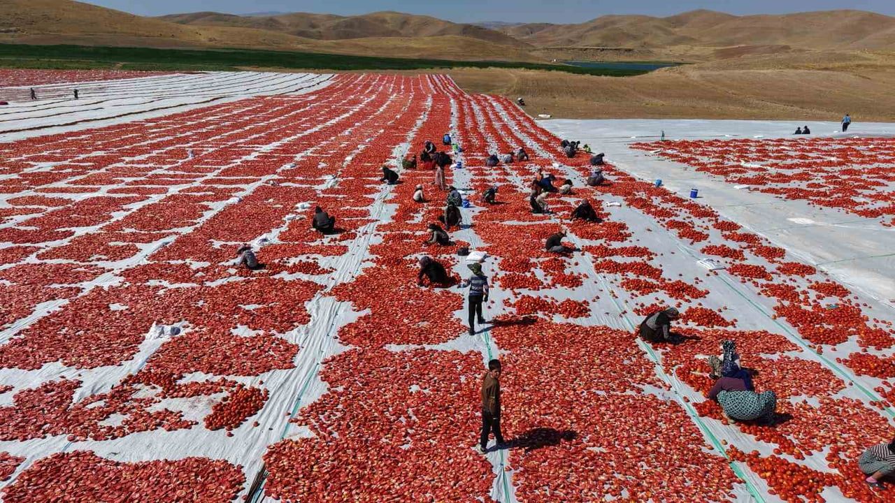 Elazığ'ın güneşinde kuruyan domates dünya sofralarını tatlandırıyor