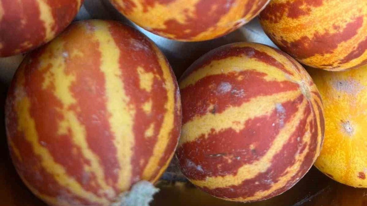 Elazığ’ın nostaljik kokusu: şamama kavunu tezgahlarda