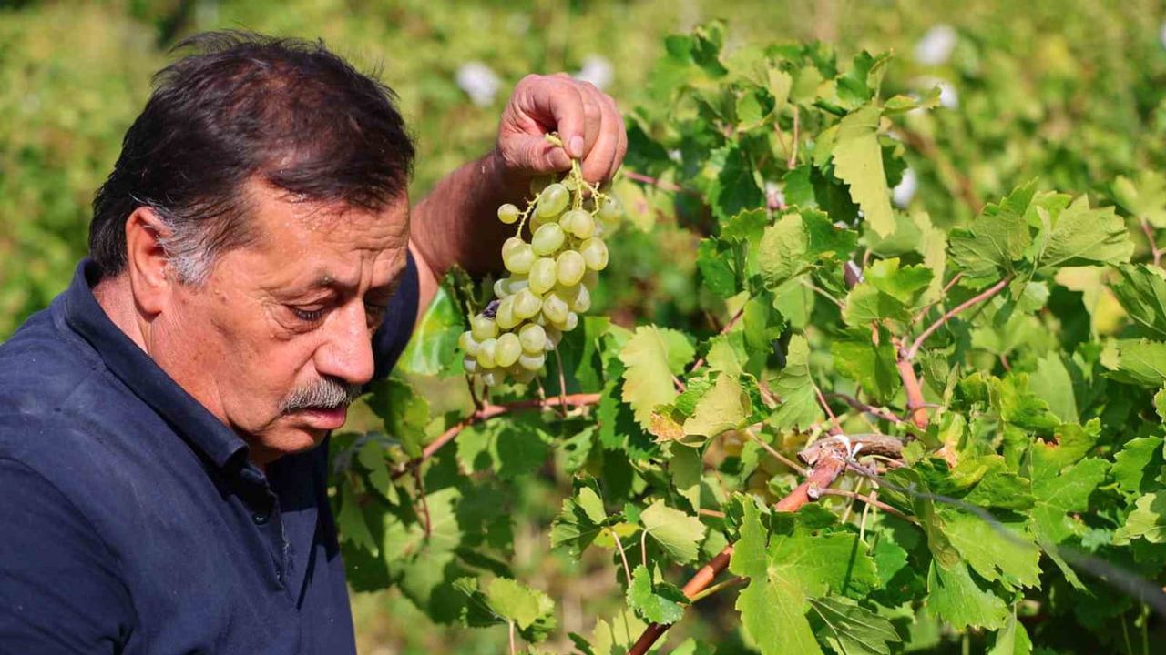 Elazığ'ın tescilli lezzeti orcik, hasatla birlikte el emeğiyle hazırlanıyor