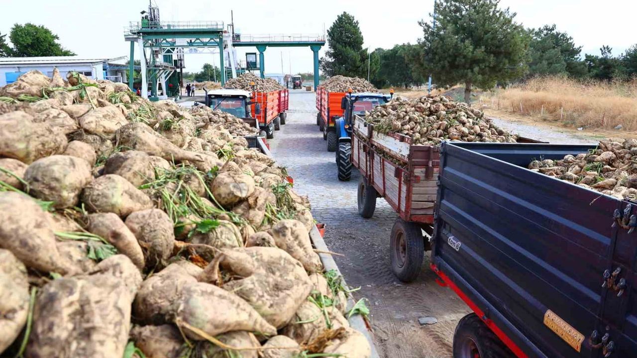 Elazığ şeker fabrikasında yeni sezon, üretimde 240 bin ton hedefi
