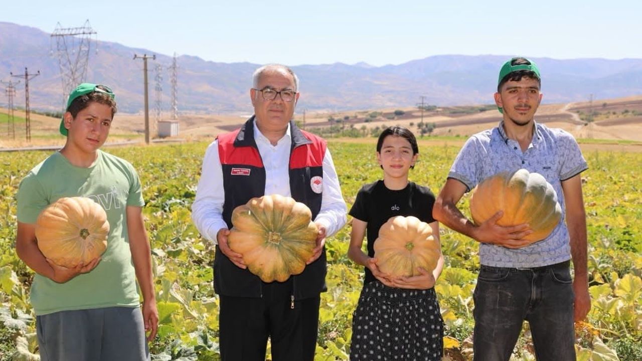 Elazığ tarlalarında kabak bereketi: 2026'da rekolte artışı hedefleniyor