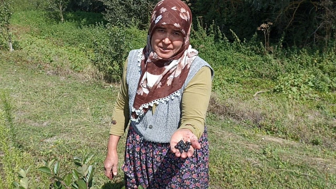 Emekli çiftin aronya bahçesi: nazlı meyveyle alternatif tarım örneği