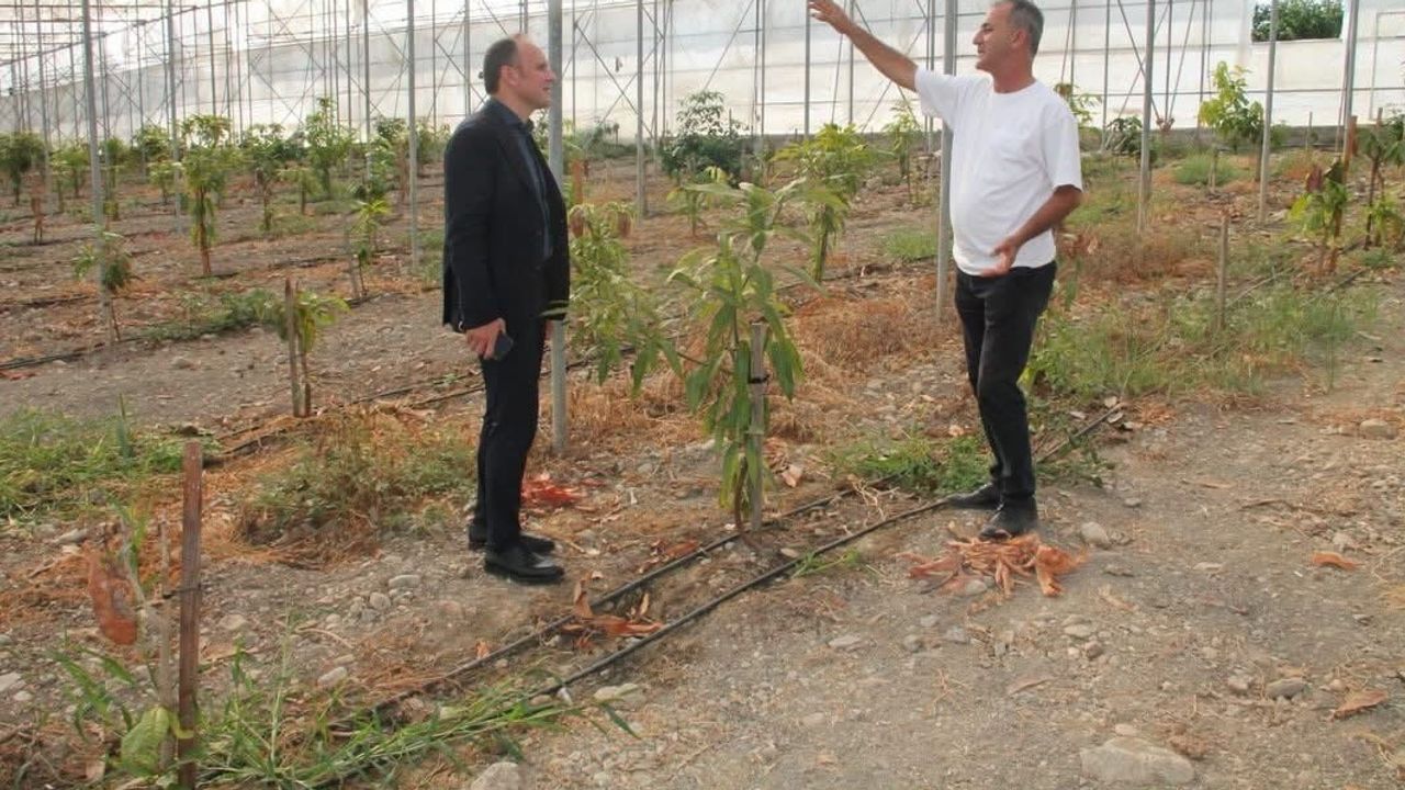 Erzin'de avokado ve mango seraları yerel ekonomiye katkı sunuyor