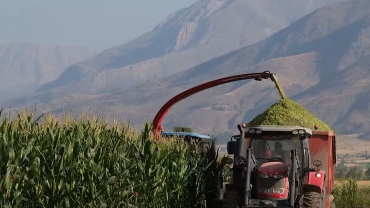 Erzincan Belediyesi tarlalarından silajlık mısır hasadı kentin hizmetine hazırlanıyor