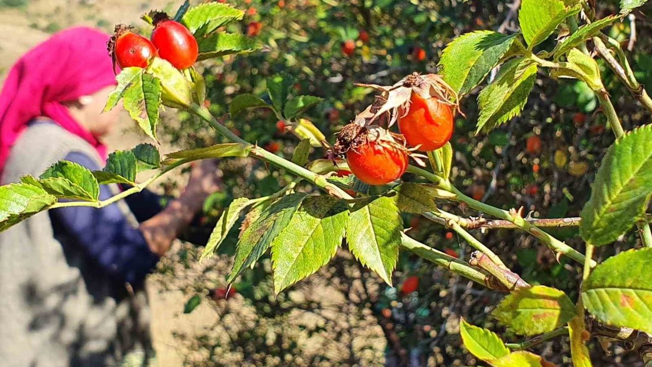 Erzincan’da dağdan sofraya kuşburnu, zahmetle marmelata dönüşüyor