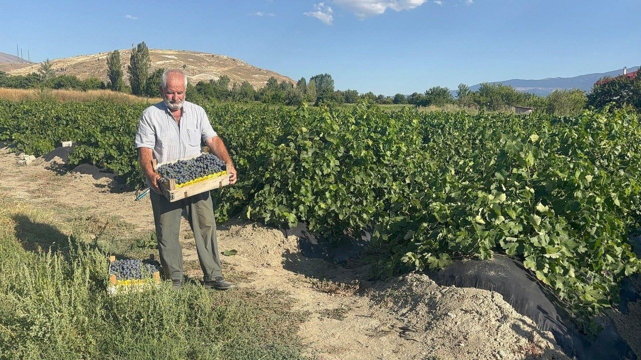 Erzincan’da iki asırlık bağlardan çıkan cimin üzümü sofralara 200 liradan ulaşıyor
