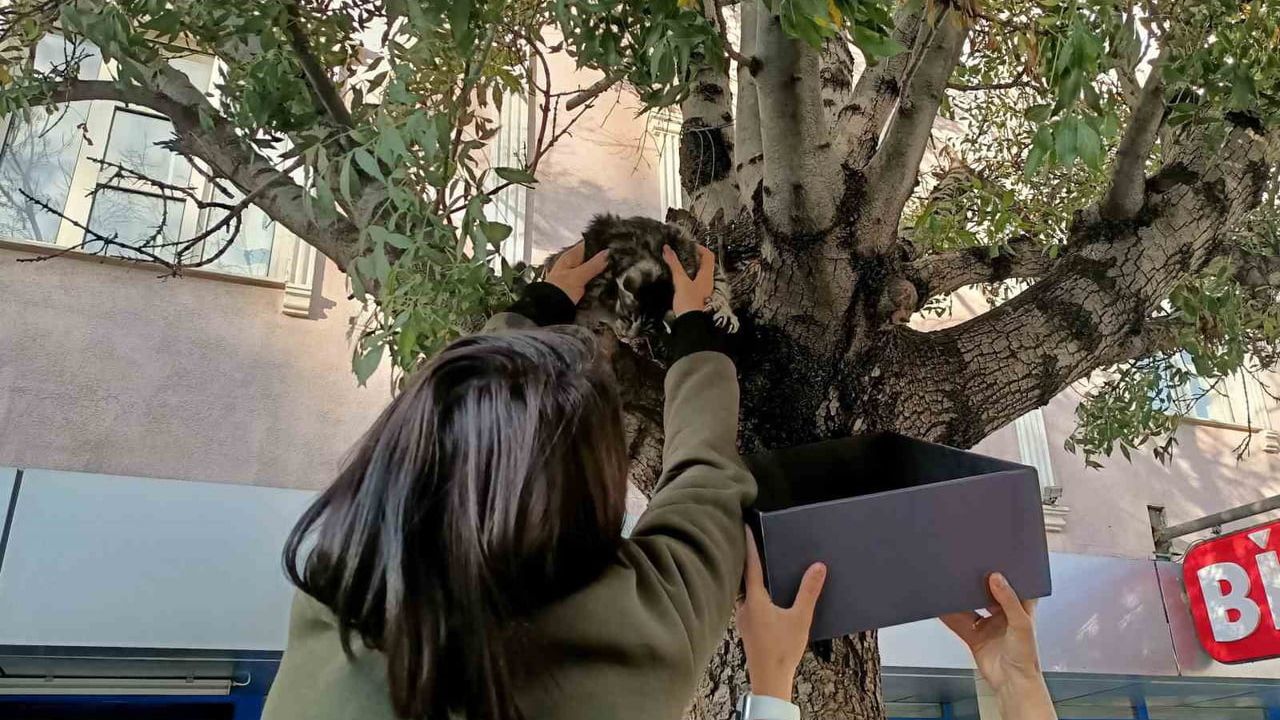 Erzincan'da mama kurtardı: ağaçta mahsur kalan yavru kedi güvenle indi