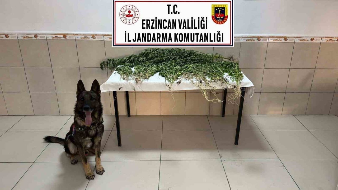 Erzincan üzümlü'de jandarma operasyonunda 227 kök kenevir ele geçirildi, iki şüpheli tutuklandı