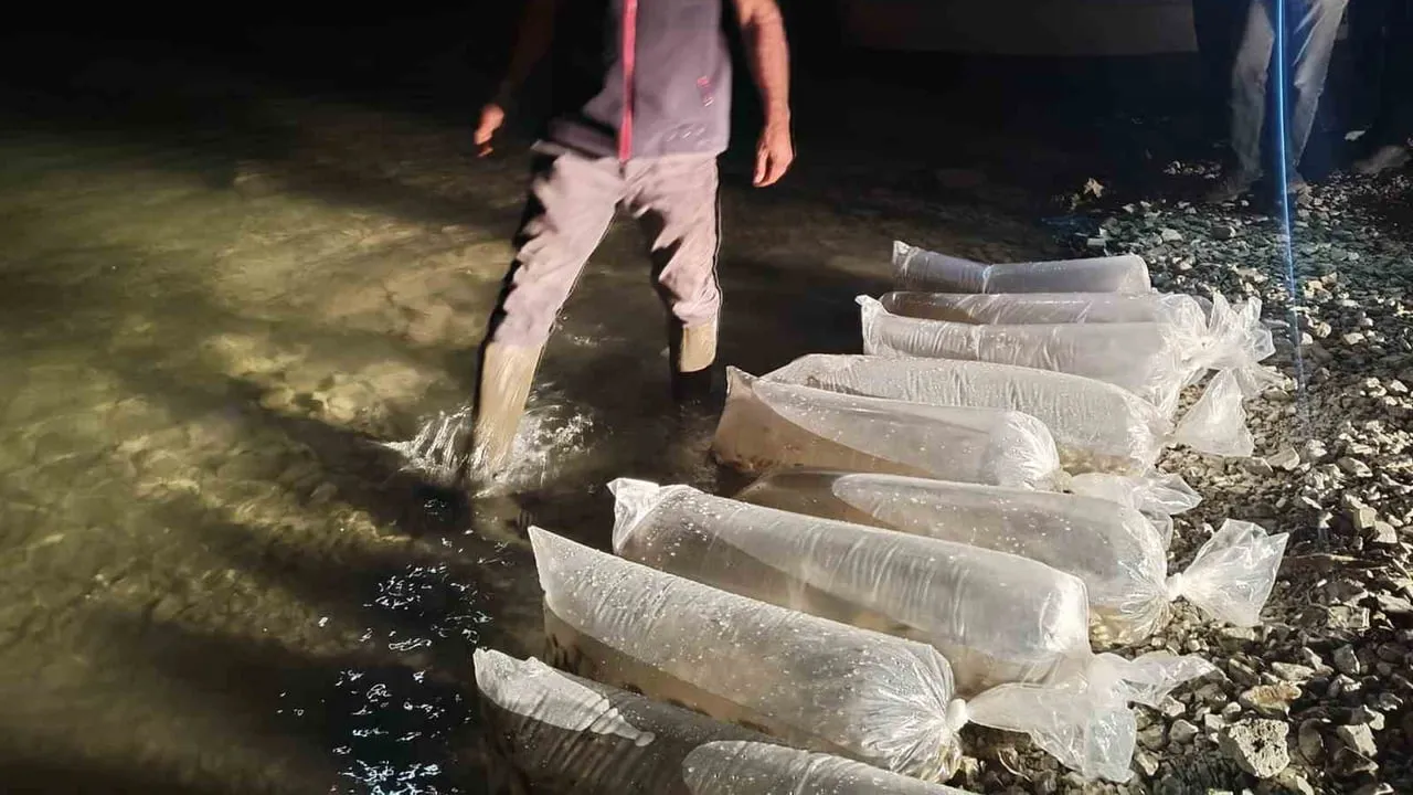 Erzurum'da iç su stokları güçlendi: 340 bin yavru sazan doğaya salındı