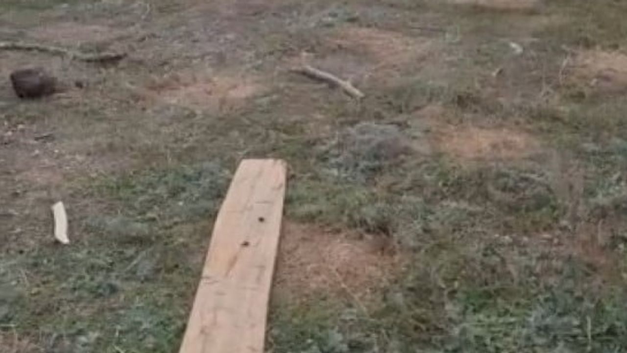 eski istasyonda üç tilkiyle insana yakın anlar