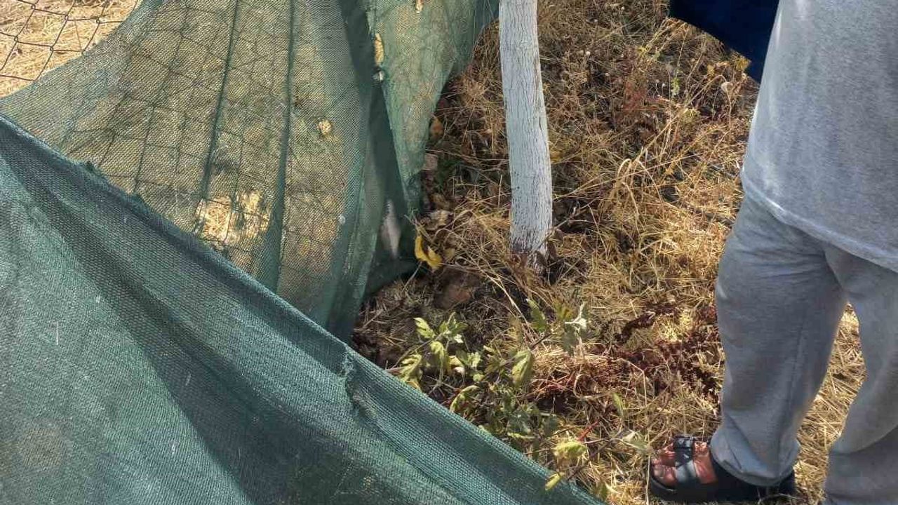 Eskişehir'de bahçe tellerine zarar verenler aranıyor