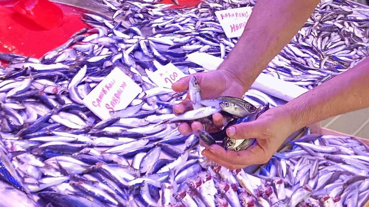 Eskişehir tezgâhlarında nadir görülen bolluk: hamsi ve palamut aynı anda