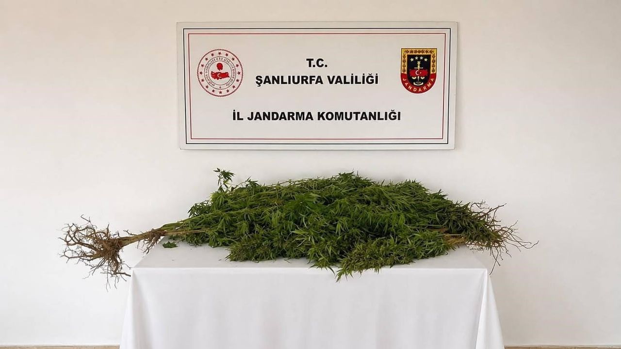 Eyyübiye'de jandarmadan kenevir operasyonu: 8 kök ele geçirildi