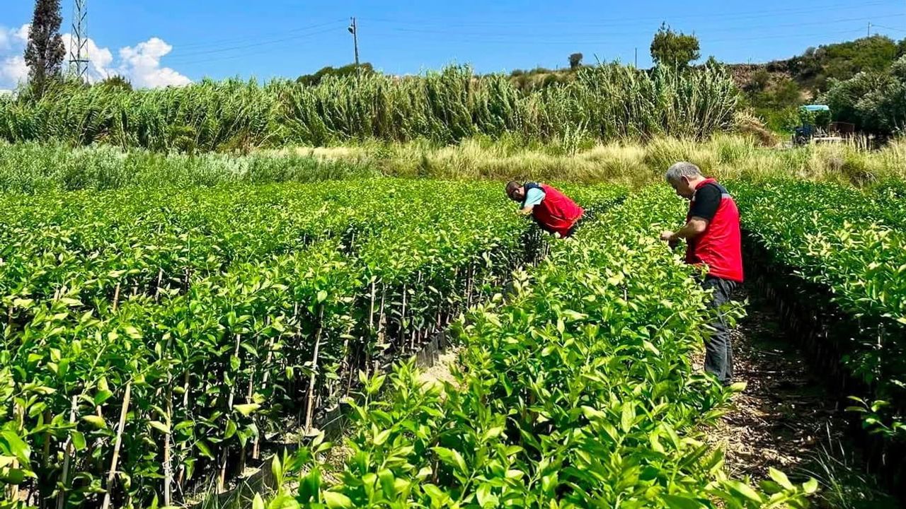 Fidan sahalarında sağlık taraması: Hatay'da pasaport ve sertifikasyon denetimleri