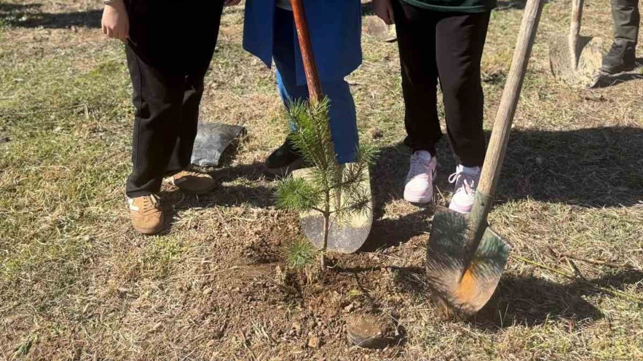 Fidanların köprüsü: Düzce ile Kamerun arasında iki ülkeyi birleştiren hatıra ormanları