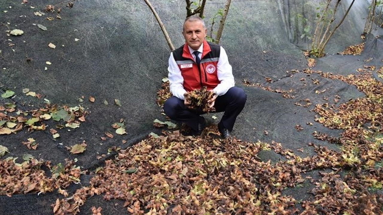 fındıkta file kullanımı üreticinin maliyetini yüzde 80'e varan oranda azaltıyor