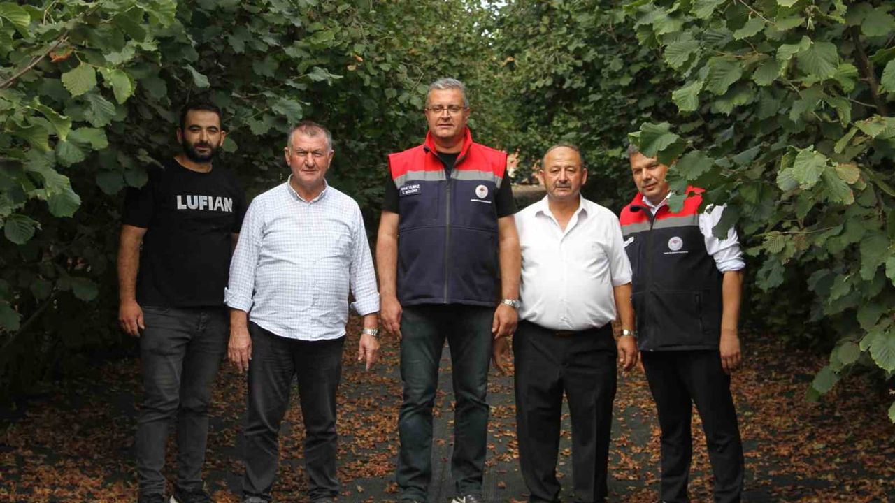 Fındıkta fileli hasat yaygınlaşıyor: maliyeti düşürüp kaliteyi koruyor
