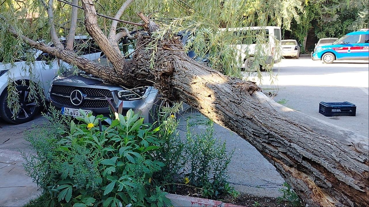 Fırtına Keban’da söğüt ağacını park halindeki araçların üzerine devirdi
