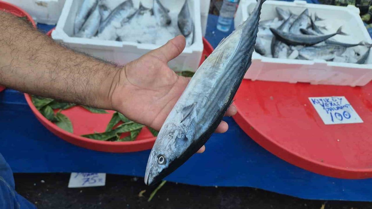 Fırtınaya rağmen palamut tezgâhlarda uygun fiyata satılıyor