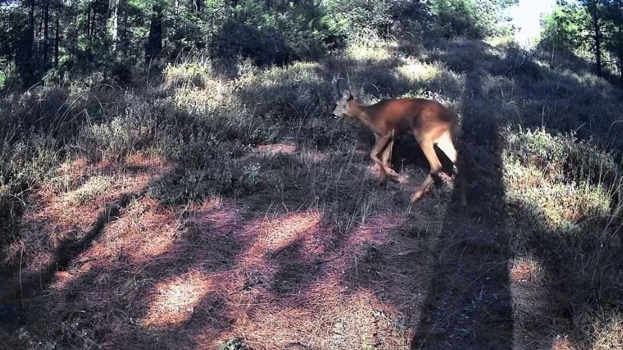 Ganos Dağları'nda gündüz sakinliği: karacaların fotokapan görüntüleri