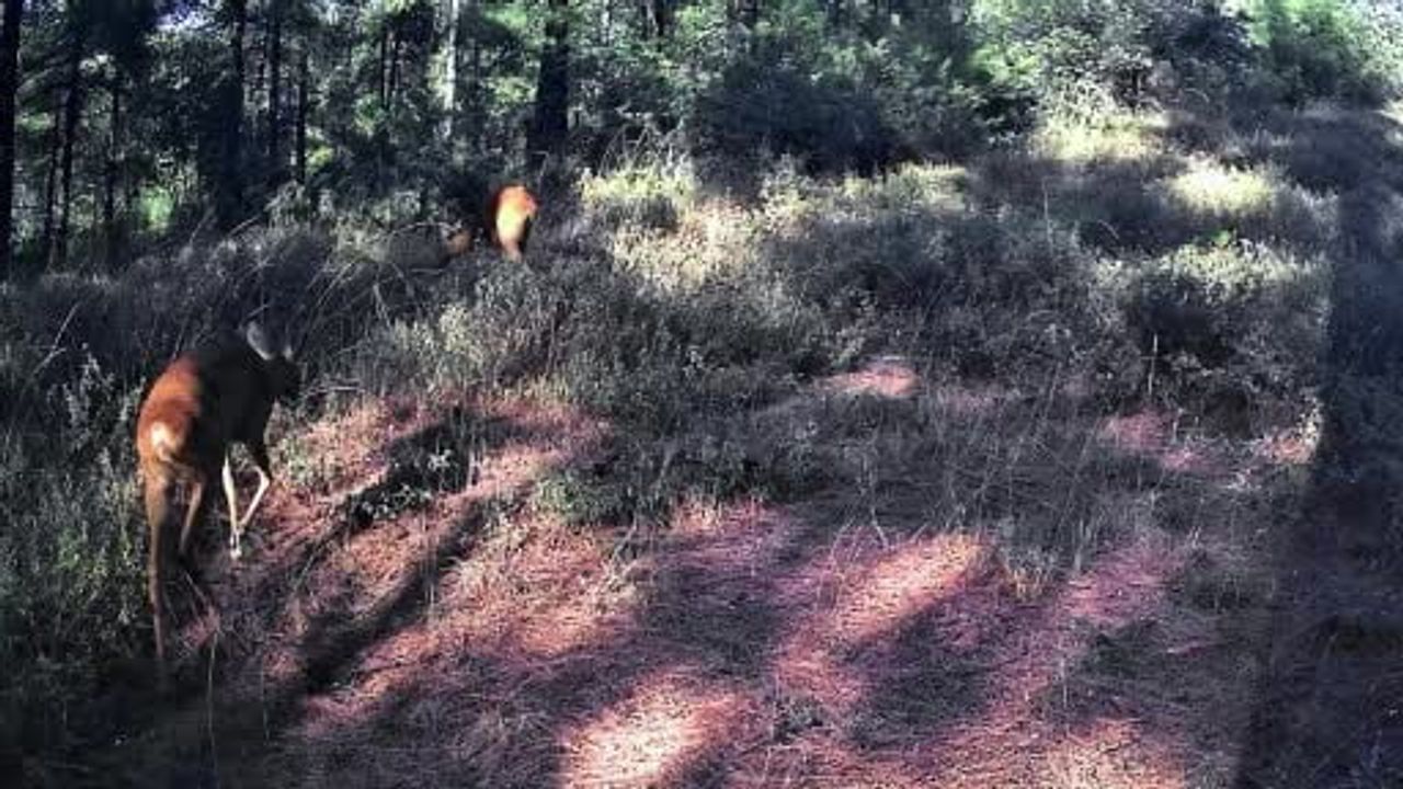 Ganos Dağları'nda sessiz gezintiler: fotokapanlar karacaların günlük ritmini kaydetti