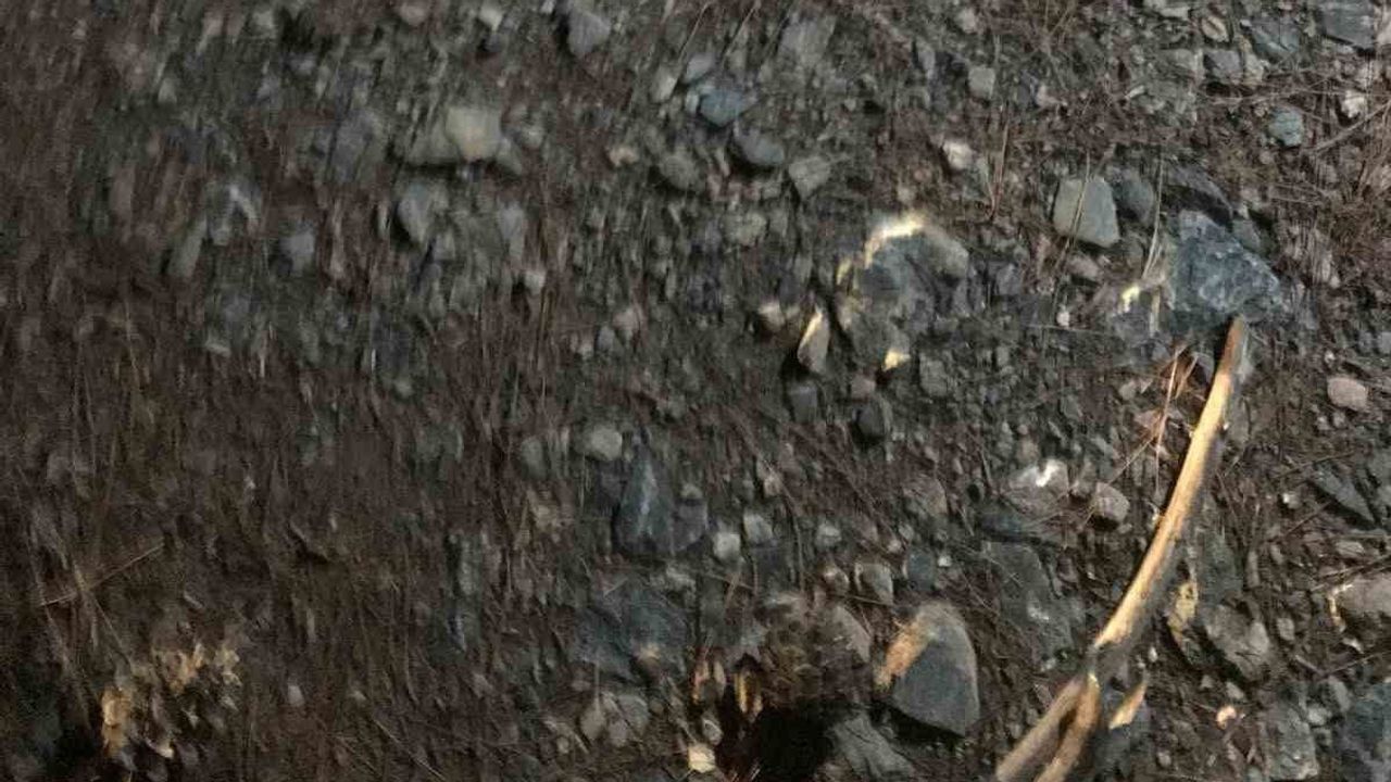 Gazipaşa’daki ormanlık alanda bulunan kafatasının kaynağı soruşturuluyor