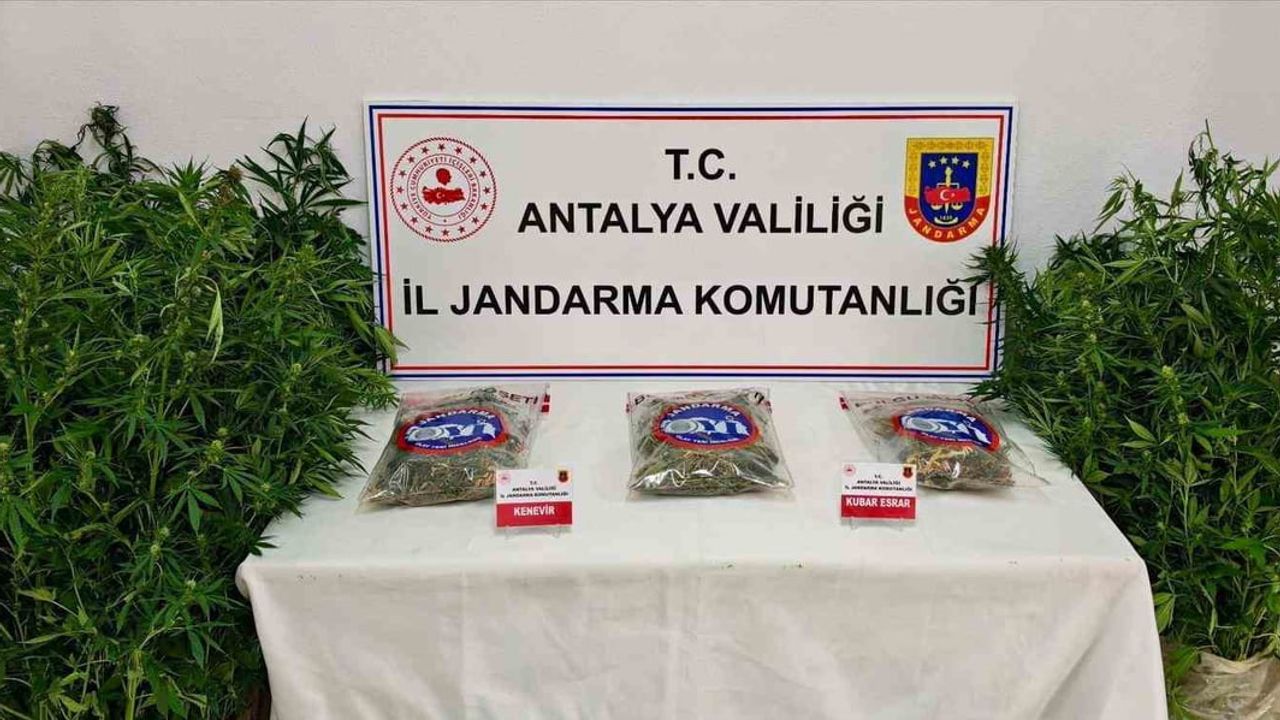 Gazipaşa ormanında yasa dışı kenevir tarlası: bir kişi tutuklandı