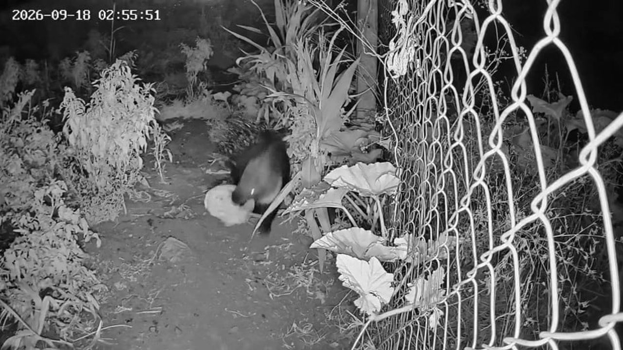 Gece bahçesinden kavunu taşıyan oklu kirpinin görüntüleri