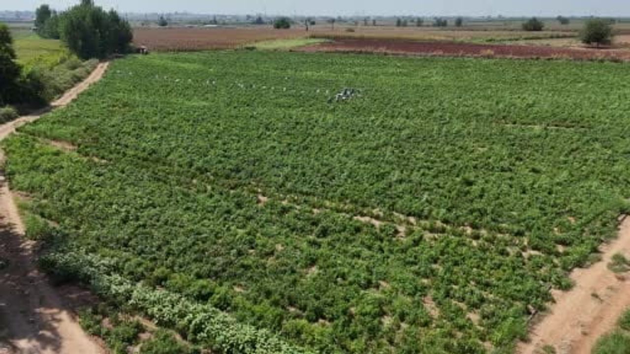 Gece hasadı tarladan yaklaşık 1 ton biber götürdü