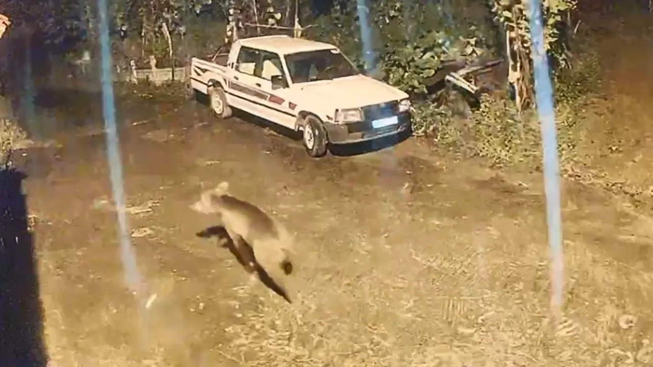 Gece köye inen ayının evin kapısına kadar yaklaşması köylüleri tedirgin etti