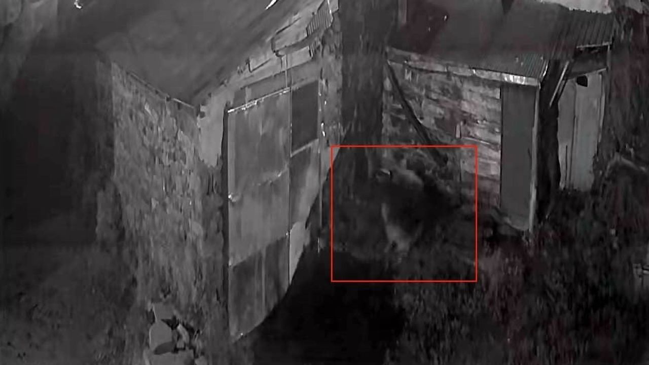 Gece köye inen kurt ahırın bekçi köpeğine saldırdı