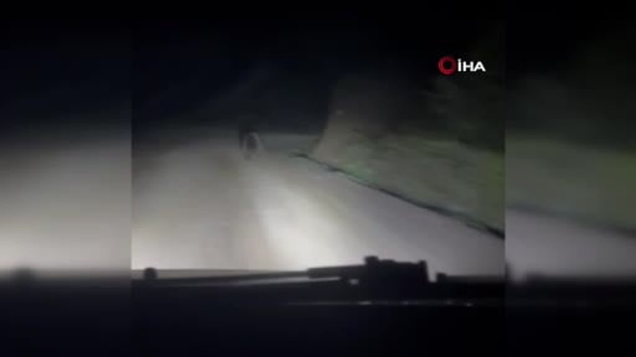 Gece yolunda beklenmedik misafir: iki yavru ayıyla karşılaşma