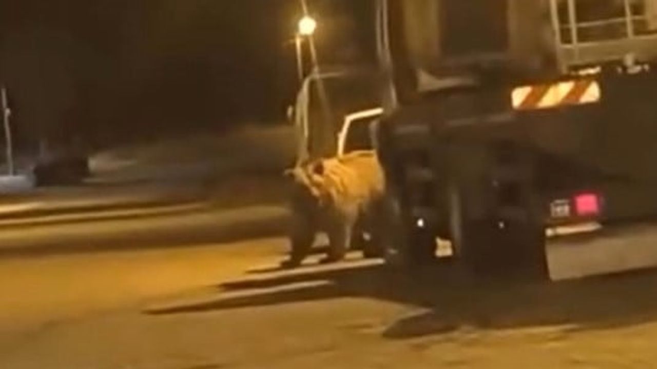 Gecenin ayak sesleri: Saraydüzü'nde araçlar arasından geçen ayı