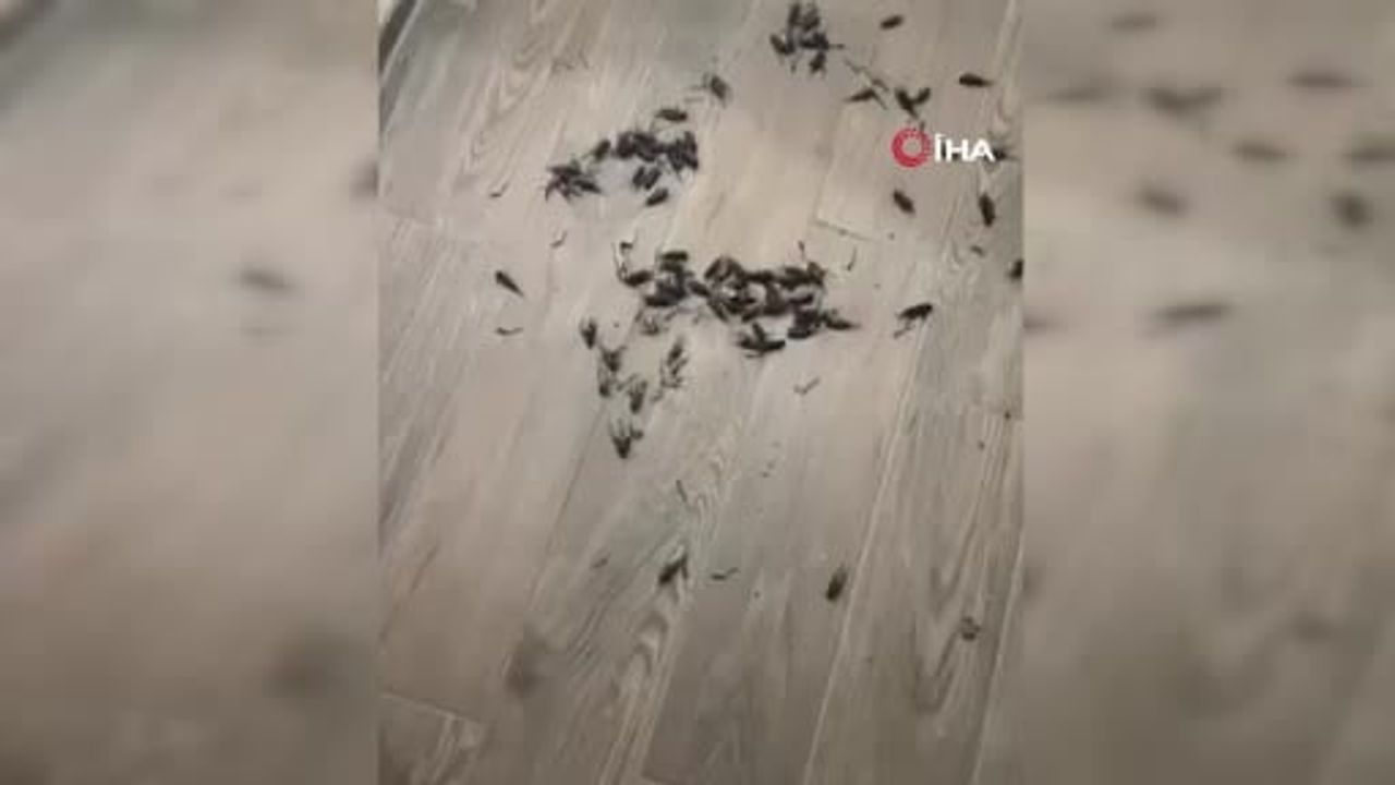 Geceyi delen sesler: Adana'da cırcır böcekleri ve kent yaşamı