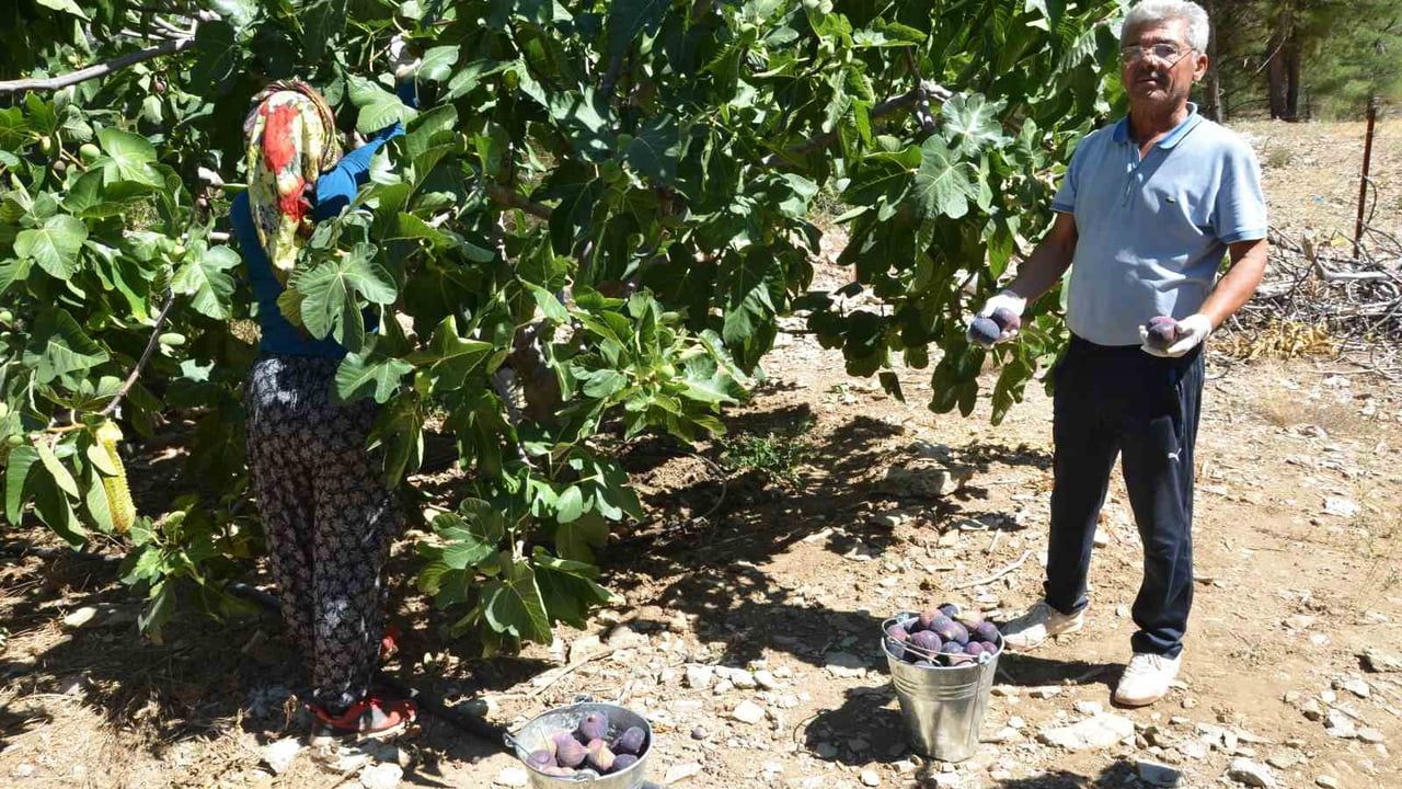 Geciken yağışlar rekolteyi düşürdü: Ürünlü'de Bursa siyahı incirler iri ama az