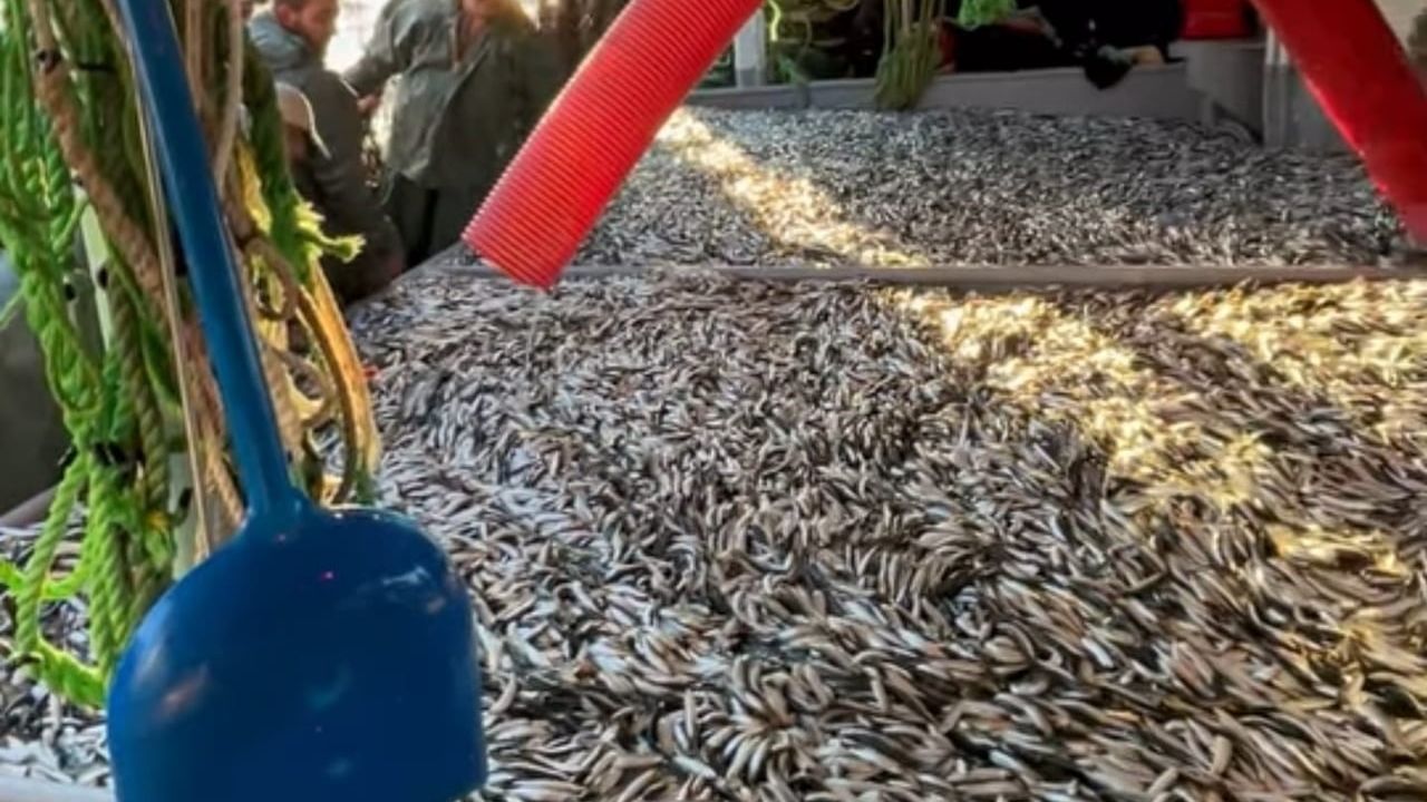 Gelibolu açıklarında gırgır teknesi sezonun ilk avında bin 500 kasa sardalya aldı