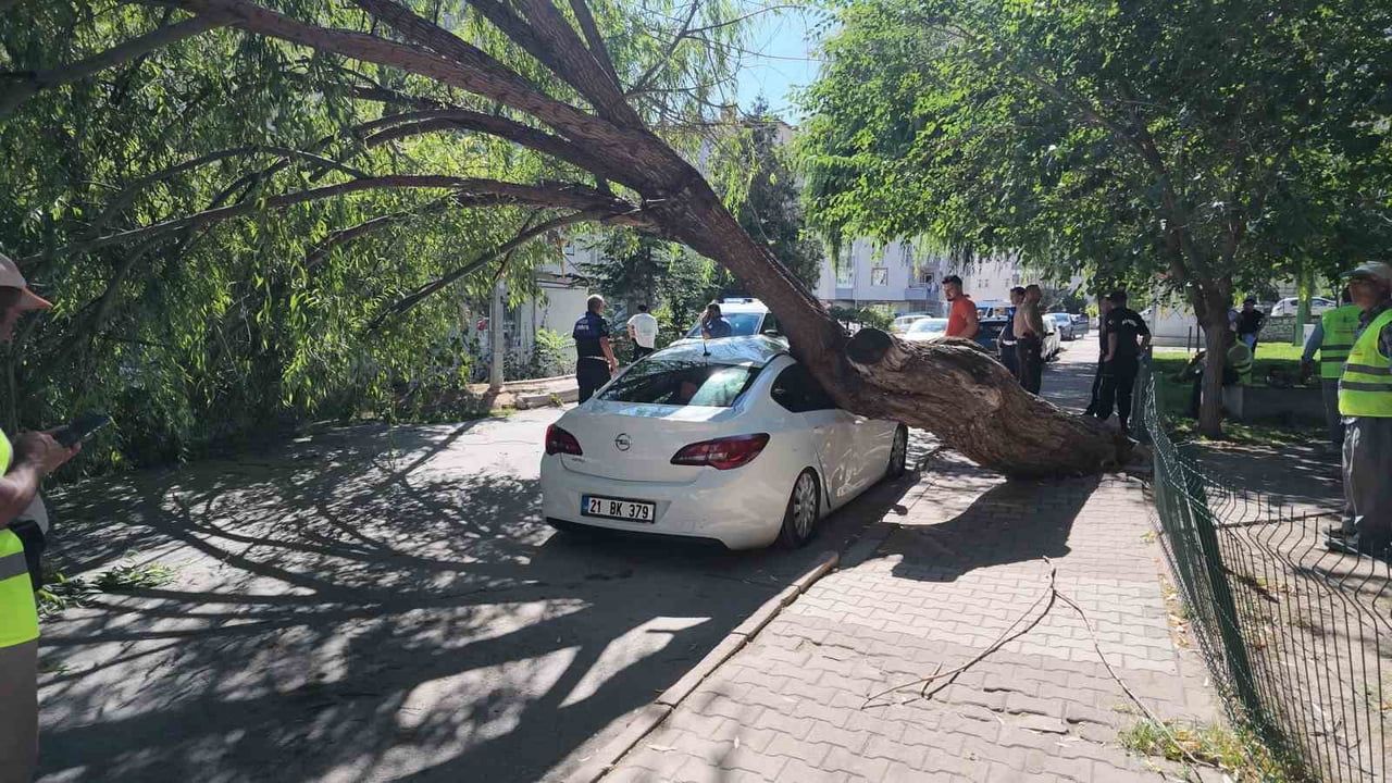 Gemili Park'ta devrilen ağaç park halindeki araca zarar verdi