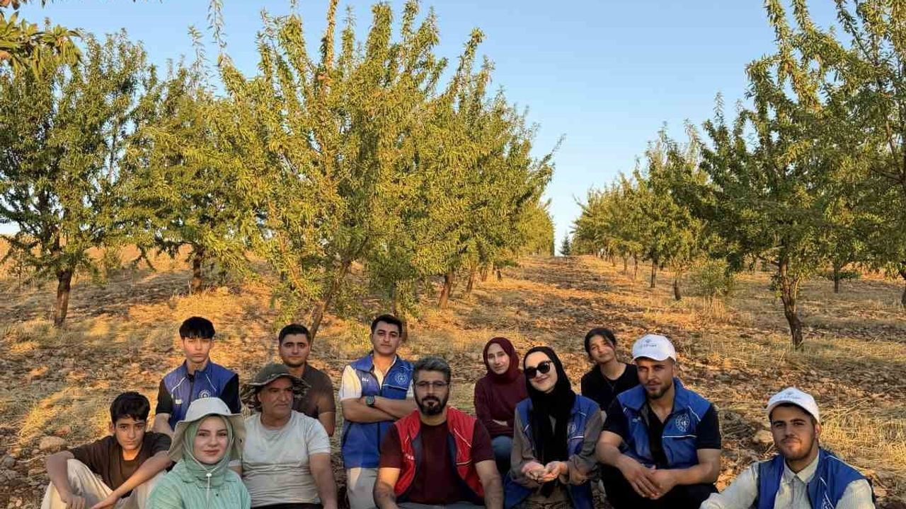 Genç gönüllüler Kahta'da badem hasadında çiftçilerin yanında