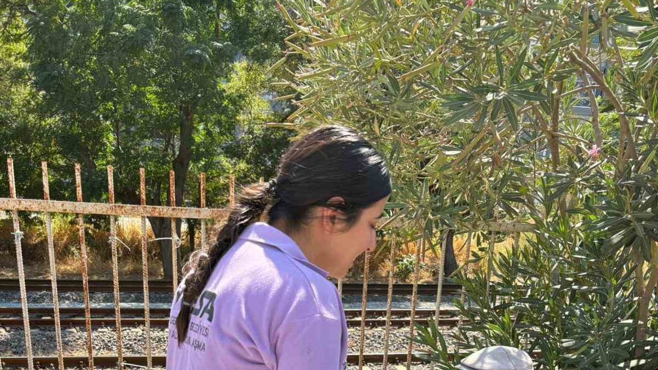Germencik belediyesi hasatta incir üreticilerine şapka ve limonata dağıttı
