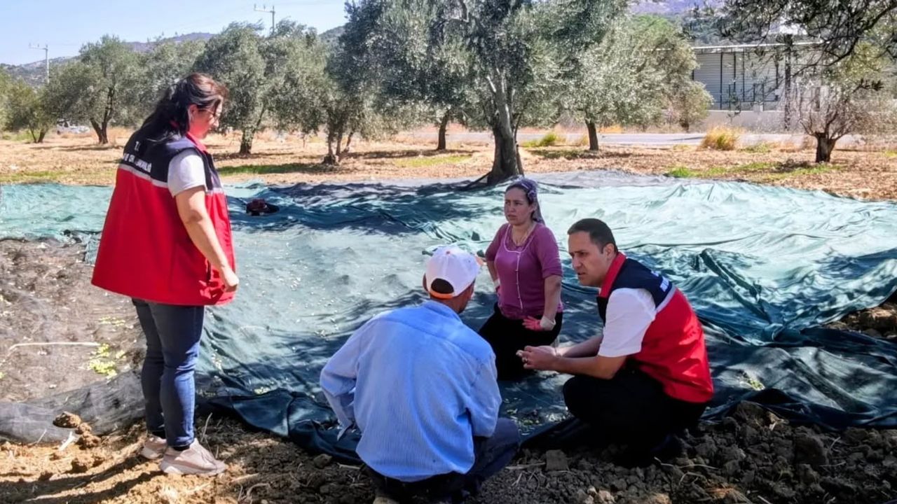 Gömeç'te yağmurun sevincinde zeytin hasadı başladı