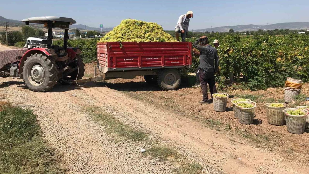 Güney bağlarında 17 lira tepkisi: üreticiler hasada ara çağrısı yaptı